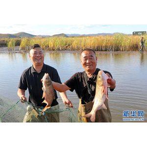 内蒙古呼伦贝尔：稻渔共生助增收