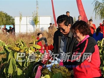 查看向日葵长势