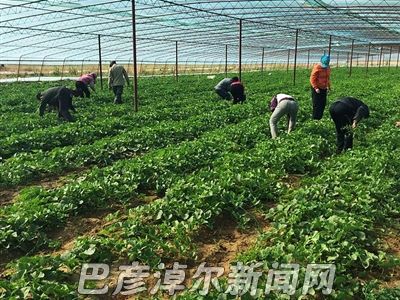 贫困户在合作社的大棚里干活儿