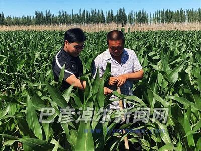 农技人员指导玉米田间管理