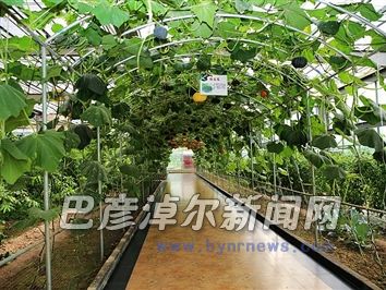 中泰高新设施农业园