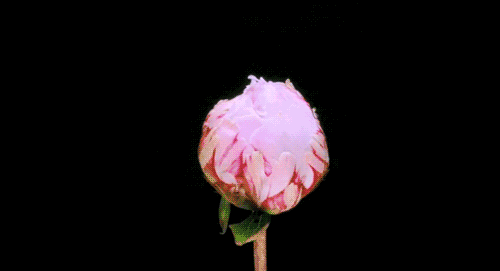 1685601731789410.gif 640 (1).gif