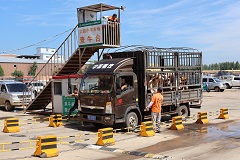 1691030587776684.jpg 核对出场牛羊数量。(摄影:苑晓睿).JPG