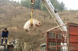 京藏高速保合少段运猪车追尾货车 