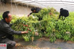 阿盟桃子熟了 我们去采摘