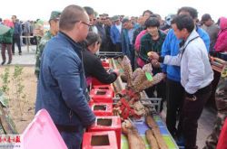 “苁蓉王”评选揭晓 15公斤野生肉苁蓉夺冠
