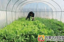 【亮丽新家园】产业进了村 致富有了门