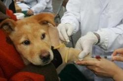 你知道吗？畜用狂犬疫苗可免费注射
