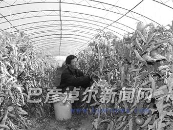 石兵业摘柿子