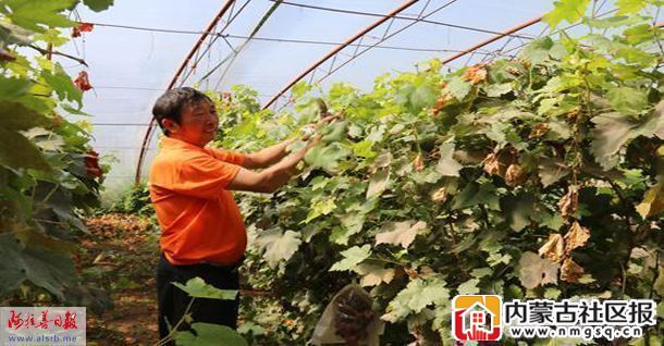 张忠林打理自家大棚里即将上市的葡萄。